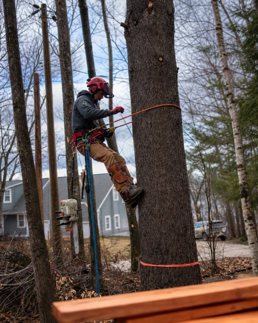 Jeff climbing a marked tree in full climbing gear with chainsaw — site work in New Hampshire